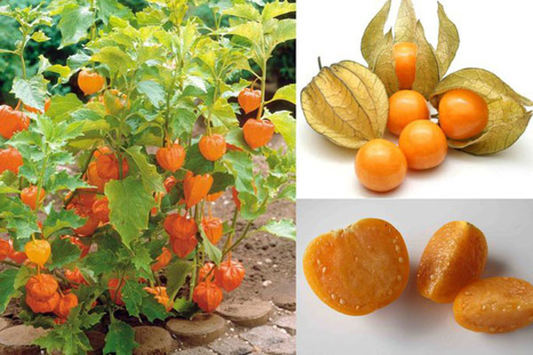 3 loại quả ở Việt Nam mọc dại đầy đường, sang nước ngoài thành của ngon vật lạ bán 1 triệu/kg-9