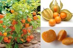 3 loại quả ở Việt Nam mọc dại đầy đường, sang nước ngoài thành của ngon vật lạ bán 1 triệu/kg-9
