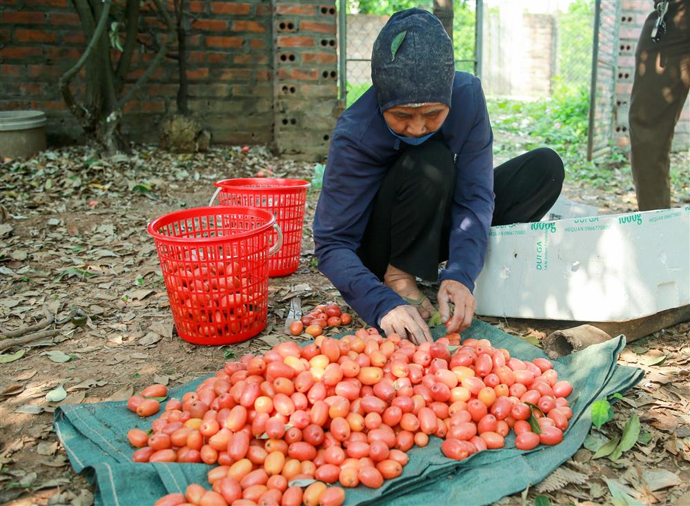 Người dân Hà Nội bội thu cả trăm triệu đồng mùa nhót chín-1