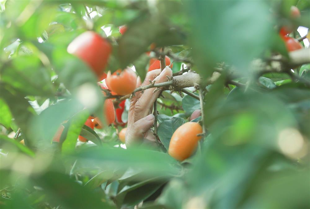 Người dân Hà Nội bội thu cả trăm triệu đồng mùa nhót chín-7