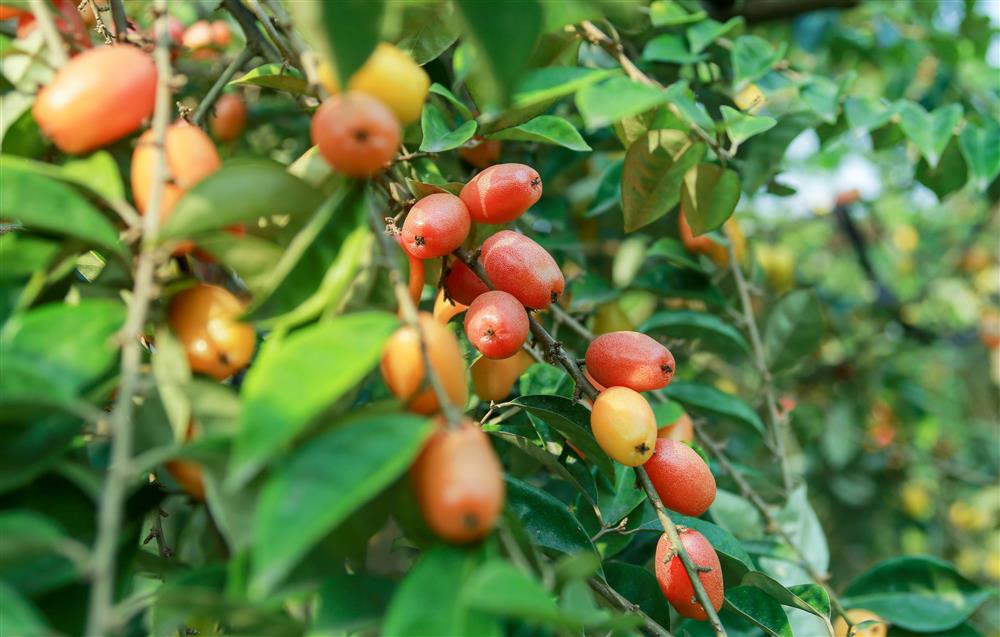 Người dân Hà Nội bội thu cả trăm triệu đồng mùa nhót chín-8