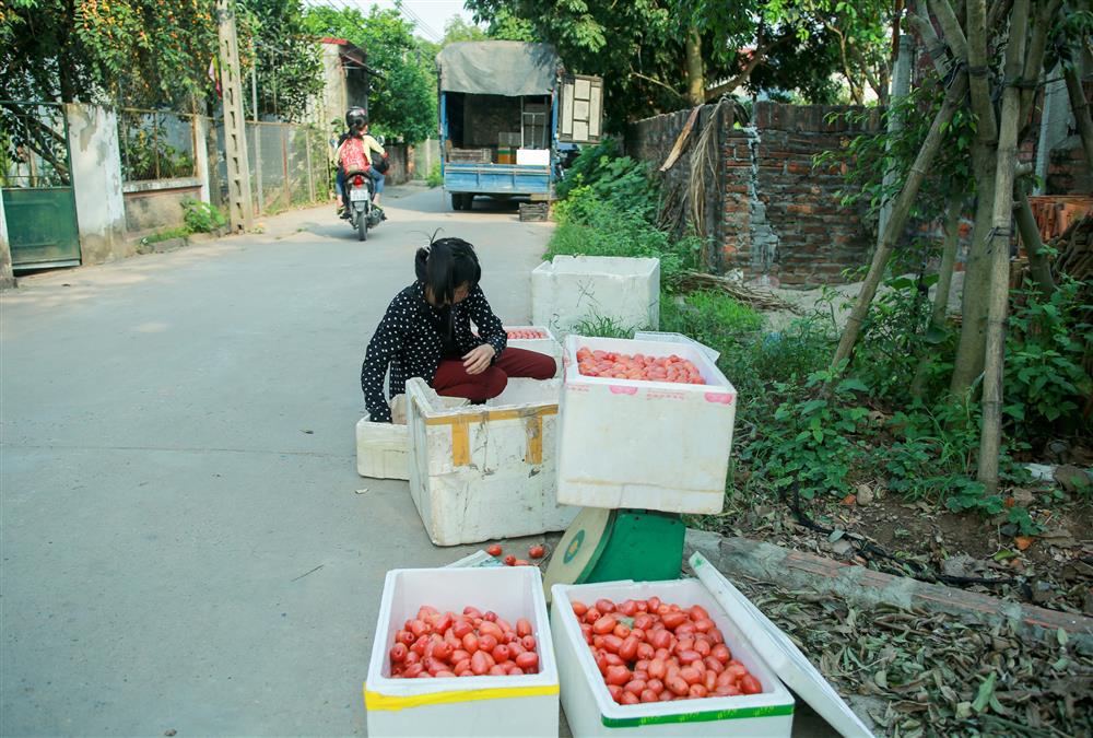 Người dân Hà Nội bội thu cả trăm triệu đồng mùa nhót chín-14