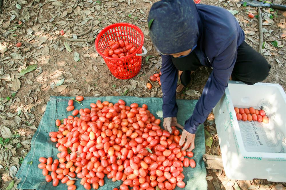 Người dân Hà Nội bội thu cả trăm triệu đồng mùa nhót chín-9