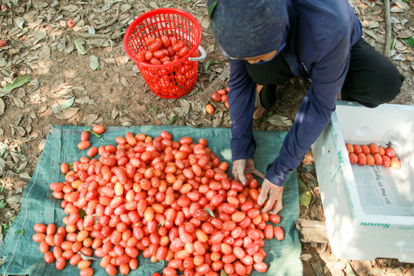 Nhót đầu mùa bán gần 100 ngàn/khay vẫn được săn lùng-7