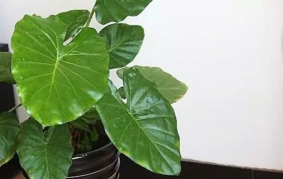 Tuyệt vời! Bột giặt là trợ thủ đắc lực nhất cho việc trồng cây cảnh, tại sao bạn không nói với tôi sớm hơn?-2