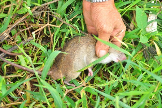 Giá chuột đồng đắt hơn thịt heo, có thời điểm 120.000 đồng/kg-1