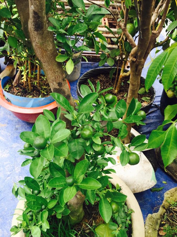 Thăm trọn khu vườn như hệ sinh thái trong biệt thự của Lý Hải - Minh Hà-5