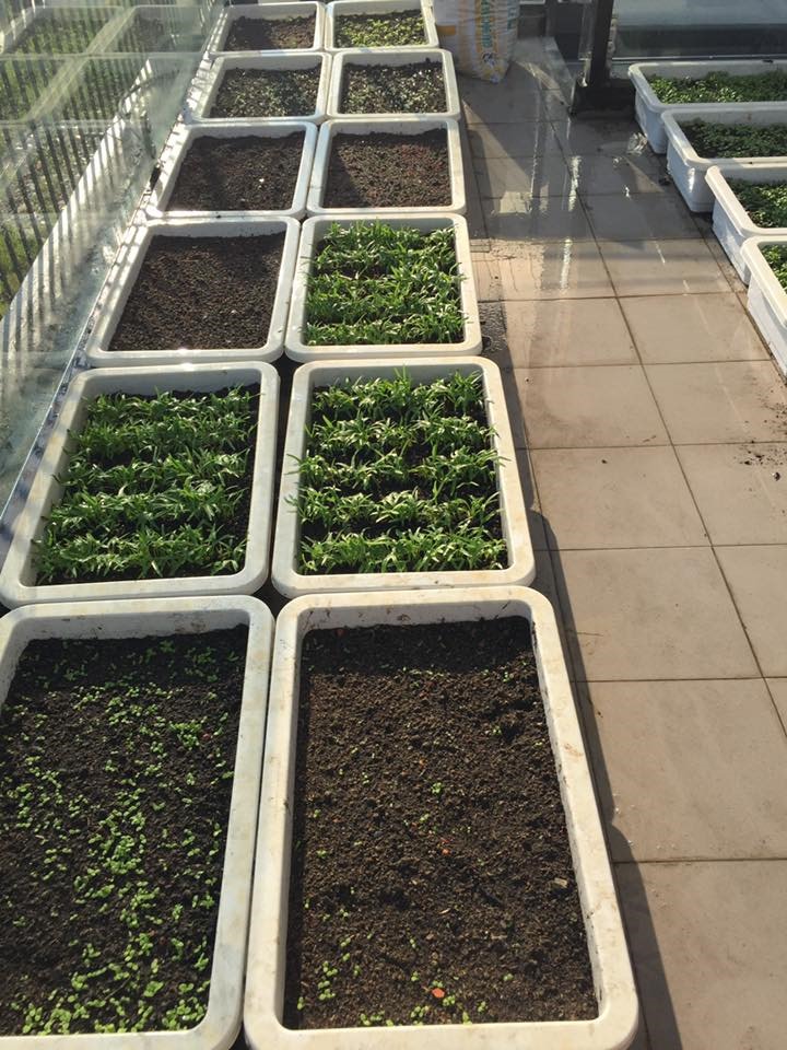 Thăm trọn khu vườn như hệ sinh thái trong biệt thự của Lý Hải - Minh Hà-8