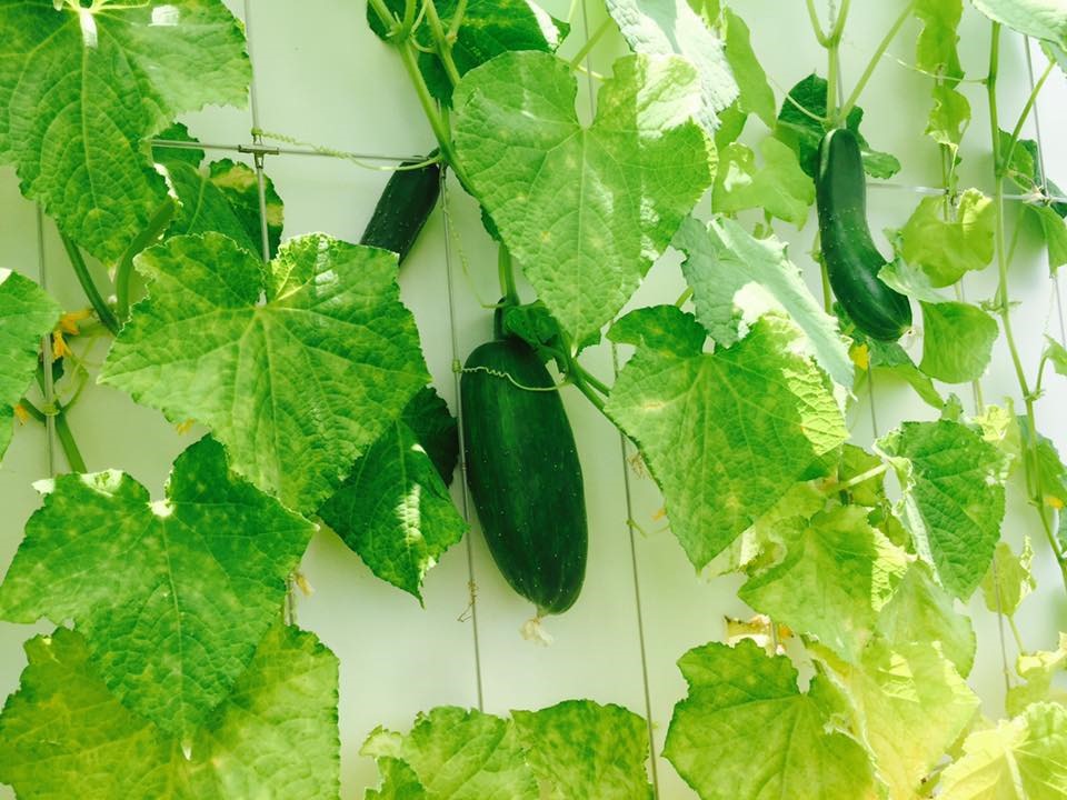 Thăm trọn khu vườn như hệ sinh thái trong biệt thự của Lý Hải - Minh Hà-13