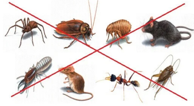 Cả đàn côn trùng bị diệt sạch, 1 đi không trở lại nhờ loại hỗn hợp mẹ tự làm: Chẳng lo độc hại-1