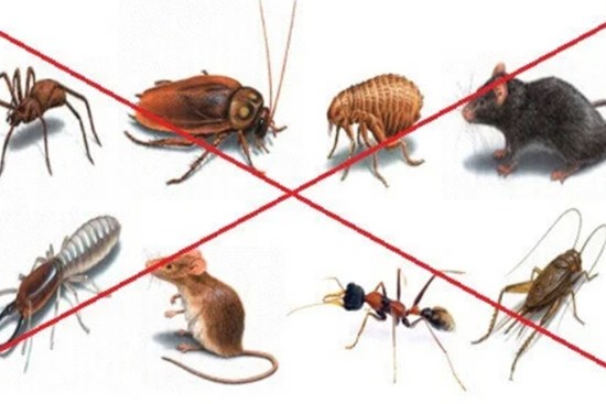 Cả đàn côn trùng bị diệt sạch, 1 đi không trở lại nhờ loại hỗn hợp mẹ tự làm: Chẳng lo độc hại