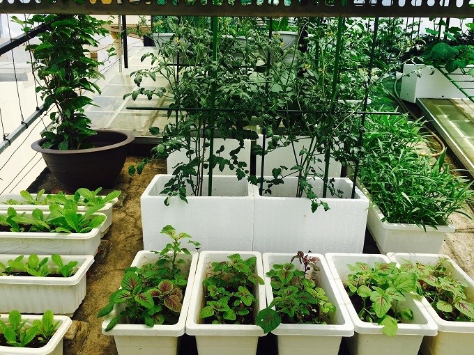 Độc đáo 3 vườn rau sạch trên sân thượng biệt thự của sao Việt-1