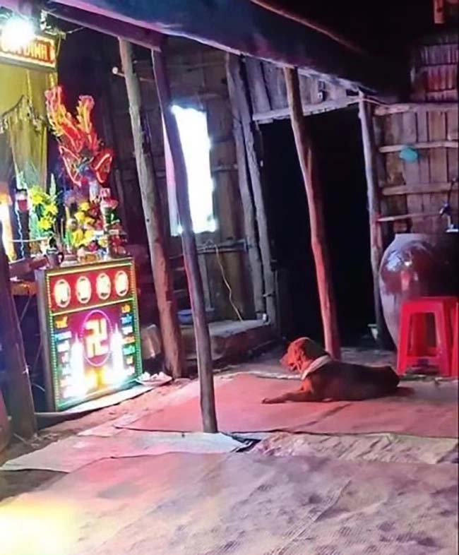Xúc động hình ảnh chú chó buồn rầu nằm trước bàn thờ sau khi người chủ bị cẩu tặc dùng súng điện bắn chết-2