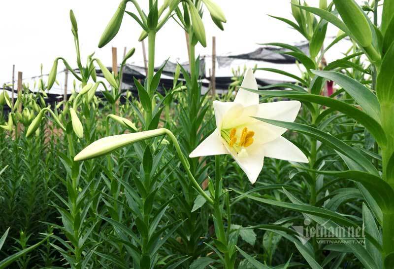 ‘Nữ hoàng tháng Tư’ nảy nở, ông chủ hối hả thu trăm triệu đồng-1