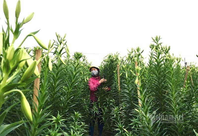 ‘Nữ hoàng tháng Tư’ nảy nở, ông chủ hối hả thu trăm triệu đồng-2