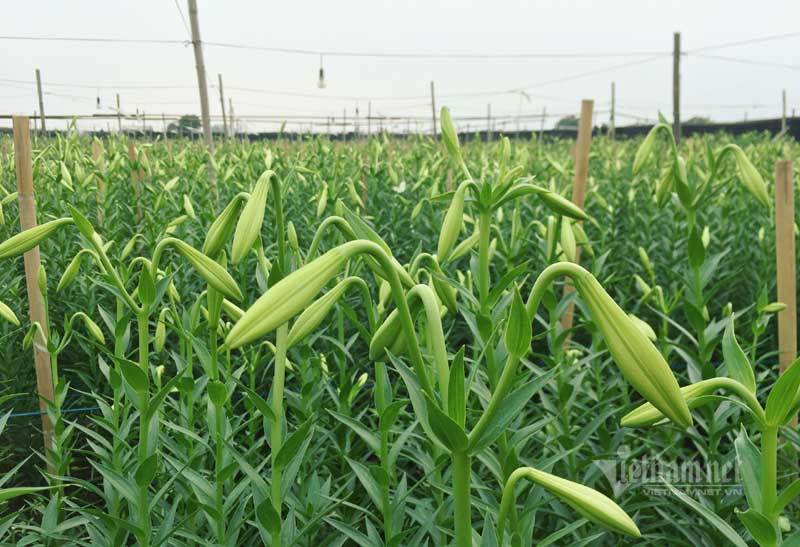 ‘Nữ hoàng tháng Tư’ nảy nở, ông chủ hối hả thu trăm triệu đồng-3