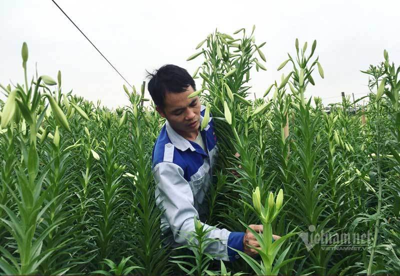 ‘Nữ hoàng tháng Tư’ nảy nở, ông chủ hối hả thu trăm triệu đồng-4