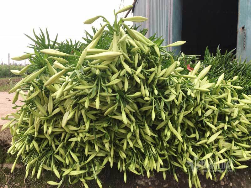 ‘Nữ hoàng tháng Tư’ nảy nở, ông chủ hối hả thu trăm triệu đồng-6