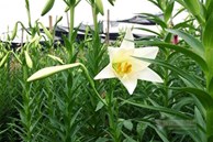 ‘Nữ hoàng tháng Tư’ nảy nở, ông chủ hối hả thu trăm triệu đồng