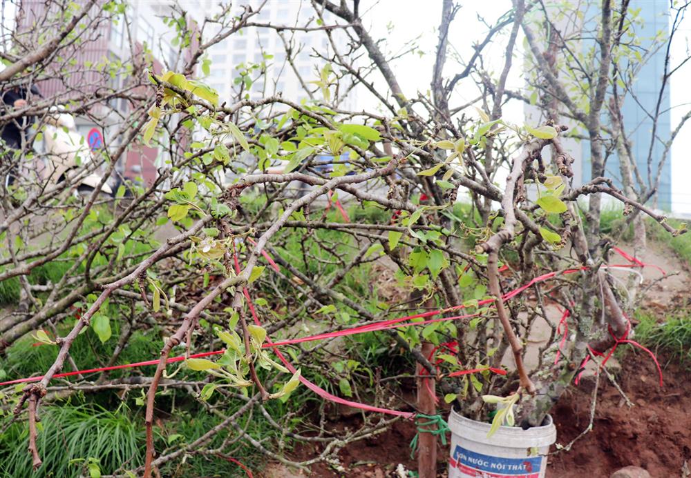 Ế ẩm chưa từng thấy, tiểu thương ngậm ngùi vứt bỏ hoa lê trắng thành đống chờ đốt bỏ-2