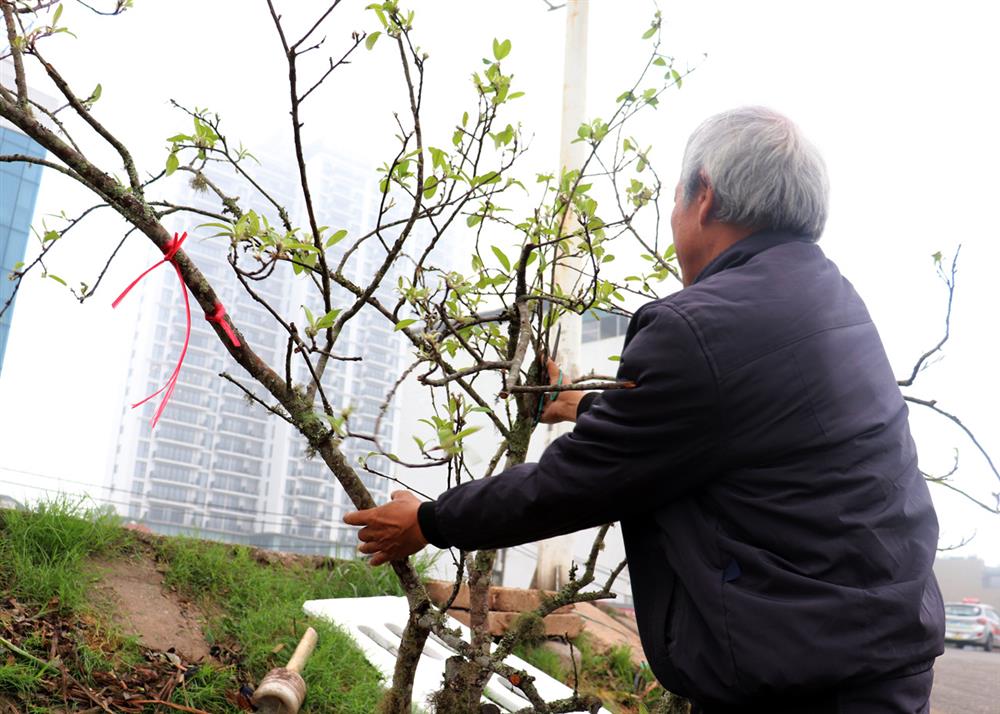Ế ẩm chưa từng thấy, tiểu thương ngậm ngùi vứt bỏ hoa lê trắng thành đống chờ đốt bỏ-3