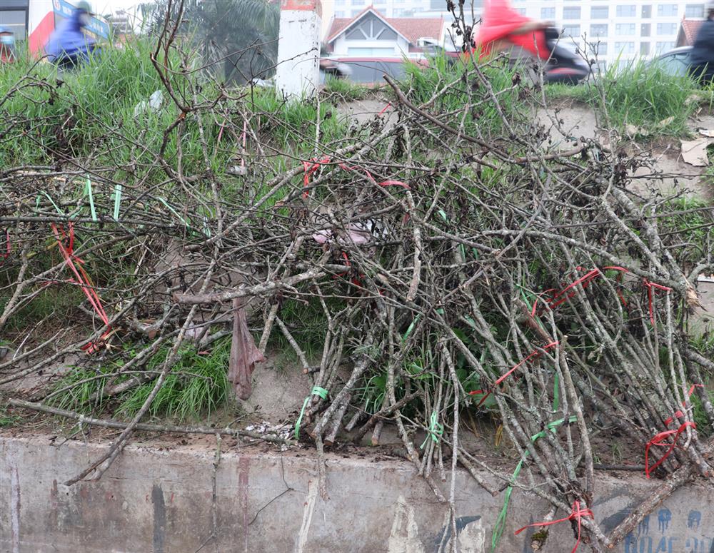 Ế ẩm chưa từng thấy, tiểu thương ngậm ngùi vứt bỏ hoa lê trắng thành đống chờ đốt bỏ-8