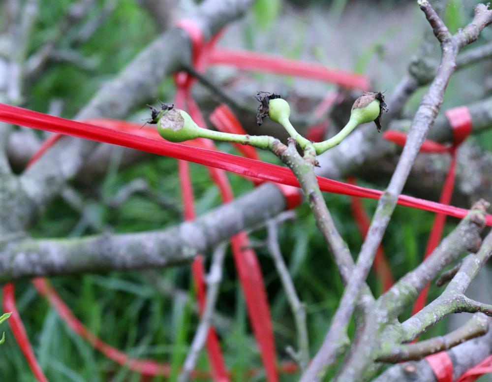 Ế ẩm chưa từng thấy, tiểu thương ngậm ngùi vứt bỏ hoa lê trắng thành đống chờ đốt bỏ-10