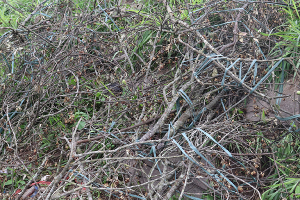 Hoa lê, hoa đào trái vụ sốt xình xịch, khách không ngại chi tiền triệu mua chơi-8