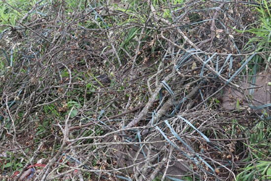 Ế ẩm chưa từng thấy, tiểu thương ngậm ngùi vứt bỏ hoa lê trắng thành đống chờ đốt bỏ