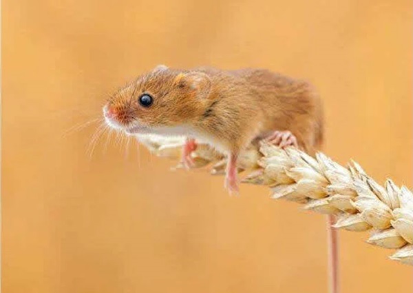 Tháng 3 âm: 3 con giáp kìm chế tính nóng nảy, chớ dại đưa ra quyết định hồ đồ mất tiền oan-2