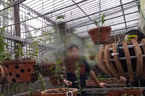 Cơn lốc lan đột biến làm vỡ nhiều giấc mộng đổi đời siêu tốc-12