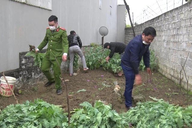 Trồng 600 cây thuốc phiện trong vườn, cụ bà khai để làm thuốc chữa xương khớp-1