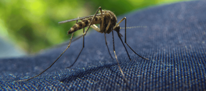 Hóa ra muỗi rất thích cắn những người này, mách bạn thêm cách phòng chống không gây rủi ro-3