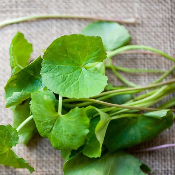 Loại rau dại này đắt gấp 2 lần rau muống, rau lang và bổ như nhân sâm tự nhiên nhưng nhiều người Việt vẫn chưa biết cách dùng đúng-1