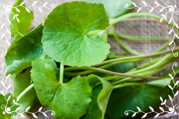 Lời đồn về rau muống hút thuốc trừ sâu và nhiễm kim loại nặng: Ăn lâu dài có gây bệnh không?-4