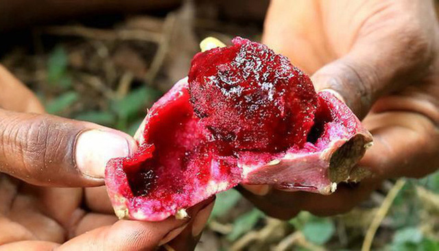 3 loại quả ở Việt Nam mọc dại đầy đường, sang nước ngoài thành của ngon vật lạ bán 1 triệu/kg-2