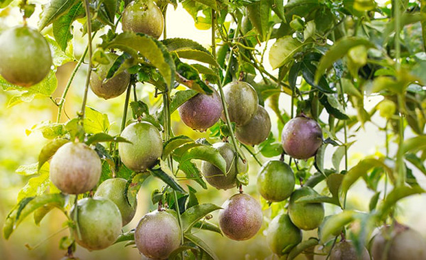 3 loại quả ở Việt Nam mọc dại đầy đường, sang nước ngoài thành của ngon vật lạ bán 1 triệu/kg-4