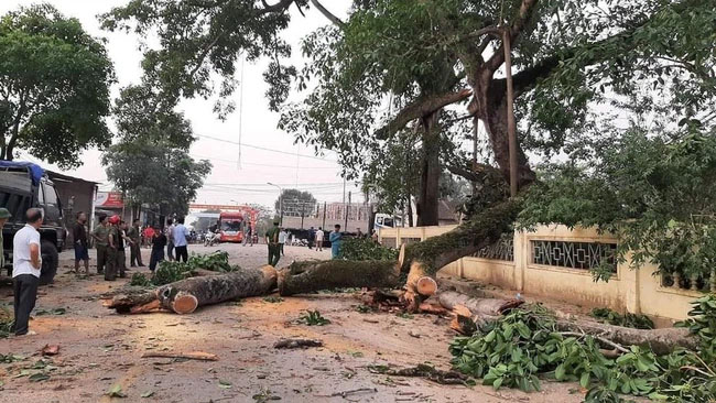 Vụ cây đa 300 tuổi ở Nghệ An gãy đổ đè 4 học sinh tiểu học: Một bé phải chuyển ra Hà Nội điều trị-1