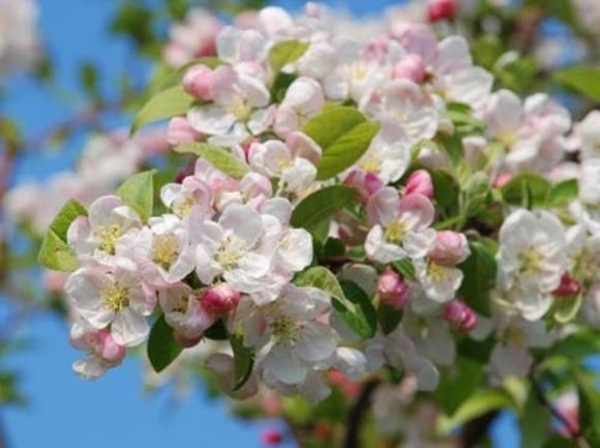 Tháng 4, 4 con giáp gặp may mắn, quý nhân chỉ đường, chuyện vui liên tiếp xảy ra, cuộc sống suôn sẻ-4