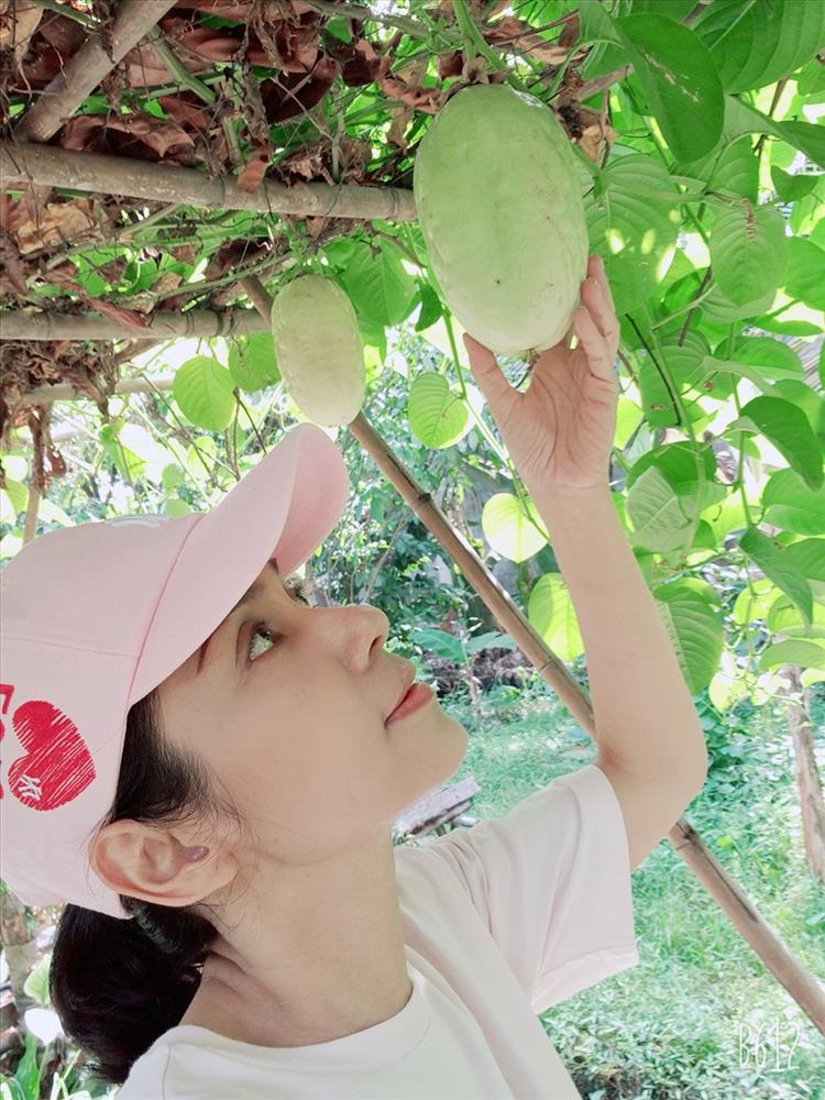 Cùng Việt Trinh thu hoạch quả, rau trong vườn rộng 2.500m2 của nữ diễn viên-1