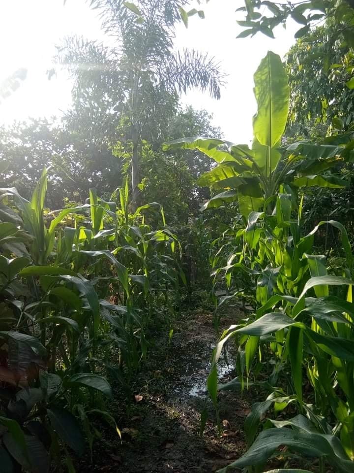 Cùng Việt Trinh thu hoạch quả, rau trong vườn rộng 2.500m2 của nữ diễn viên-3