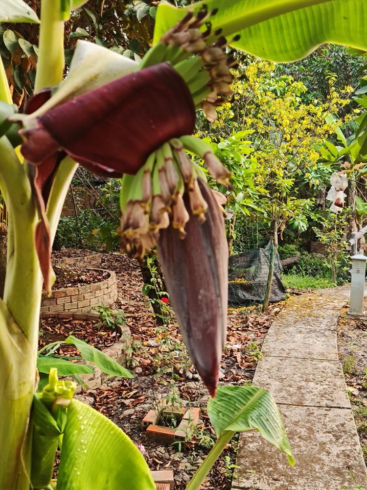 Cùng Việt Trinh thu hoạch quả, rau trong vườn rộng 2.500m2 của nữ diễn viên-6