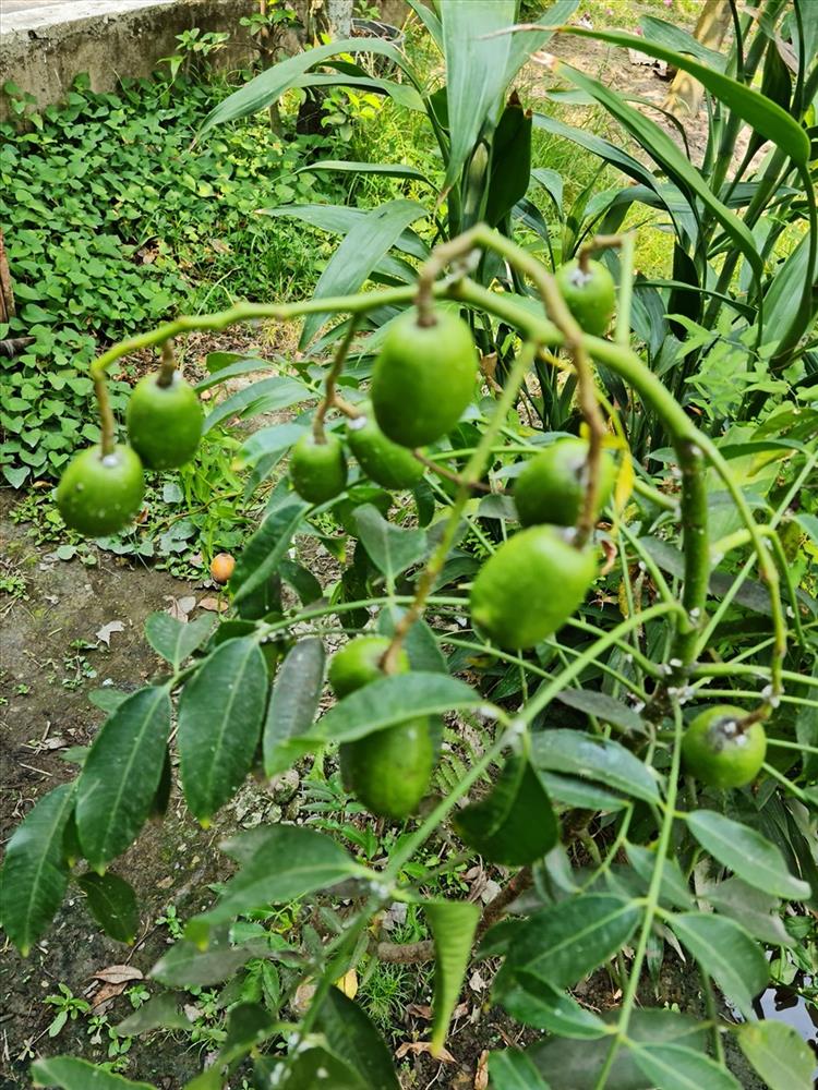 Cùng Việt Trinh thu hoạch quả, rau trong vườn rộng 2.500m2 của nữ diễn viên-8