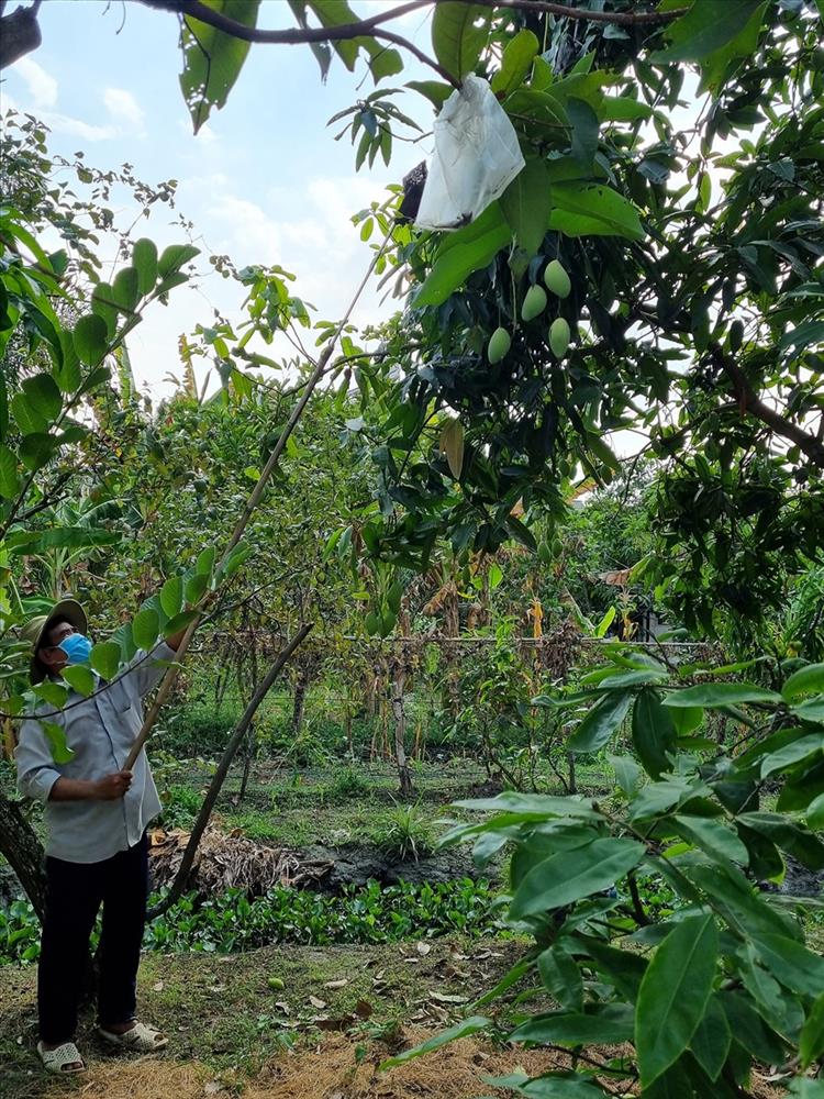 Cùng Việt Trinh thu hoạch quả, rau trong vườn rộng 2.500m2 của nữ diễn viên-9