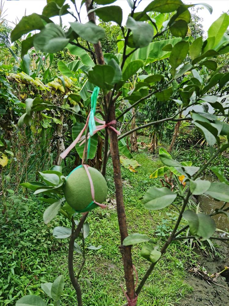 Cùng Việt Trinh thu hoạch quả, rau trong vườn rộng 2.500m2 của nữ diễn viên-10