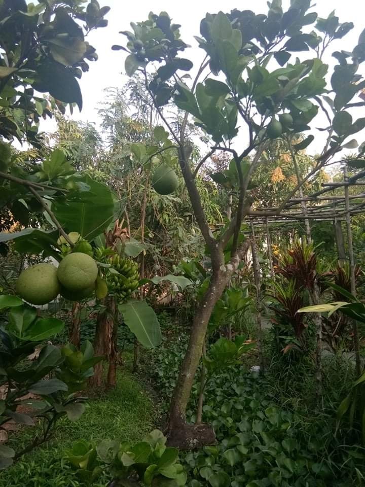 Cùng Việt Trinh thu hoạch quả, rau trong vườn rộng 2.500m2 của nữ diễn viên-11