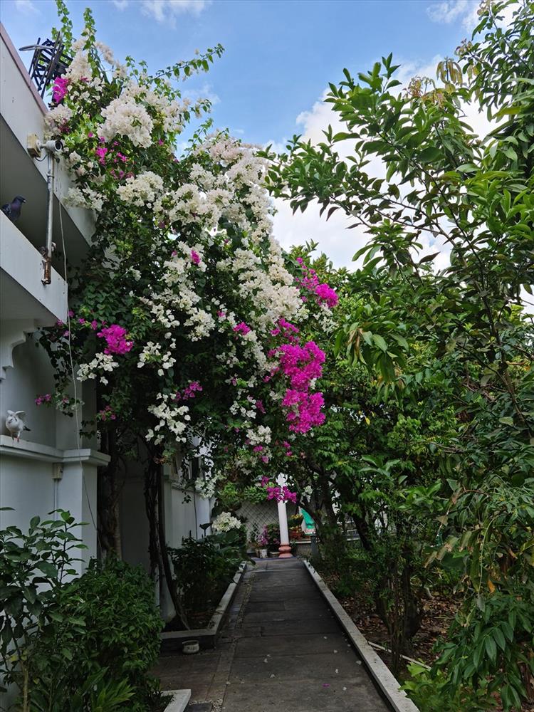 Cùng Việt Trinh thu hoạch quả, rau trong vườn rộng 2.500m2 của nữ diễn viên-13