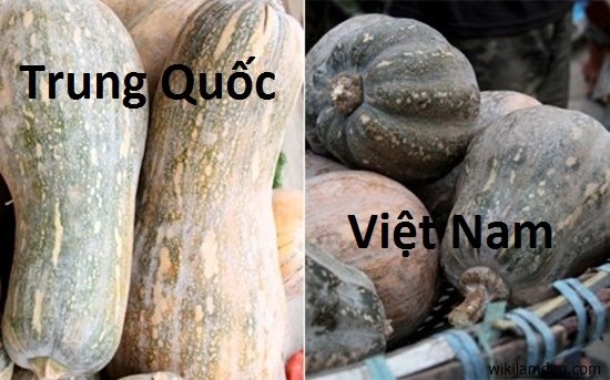 Người bán rau củ không bao hé răng cho bạn biết: 3 giây để phân biệt hàng Việt Nam - Trung Quốc-9