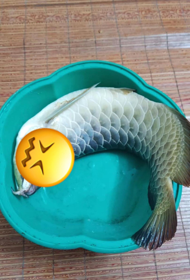 Sang nhà người yêu bắt cá nấu lẩu, cô gái oan ức vì bị bố bạn trai đuổi đánh, dân mạng xem hình còn mắng thêm-1