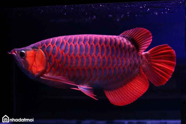 Sang nhà người yêu bắt cá nấu lẩu, cô gái oan ức vì bị bố bạn trai đuổi đánh, dân mạng xem hình còn mắng thêm-2